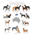 dogs country origin australian dog breeds vector image