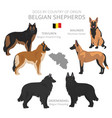 dogs country origin belgian dog breeds vector image
