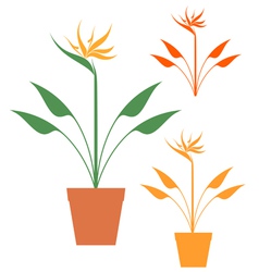 Bird paradise Royalty Free Vector Image - VectorStock