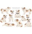 english bulldog clipart different poses coat vector image