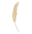 pampas grass branch dry feathery head plume used vector image vector image