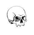 human skull vector image vector image