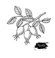rosehip drawing isolated berry branch vector image