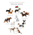dogs country origin welsh dog breeds vector image