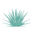 agave tequilana - blue - side view vector image vector image