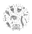 human skeleton structure banner vector image vector image