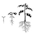 set of silhouettes tomato plants vector image vector image