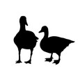 two geese vector image