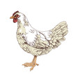 hand drawn rhode island white chicken vector image vector image