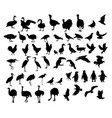 birds animal silhouettes vector image vector image