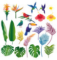 tropical birds flowers and plants vector image