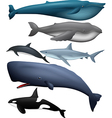 fish collection vector image