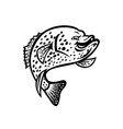crappie fish jumping up mascot black and white vector image
