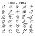 herbs and spices vector image