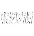 set wild plants weeds silhouette bare stems vector image