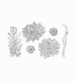 floral bouquet with hand drawn spring flowers vector image