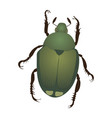 Cute rhinoceros beetle cartoon Royalty Free Vector Image