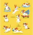 cute jack russell terrier set funny pet dog vector image