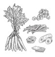 carrot hand drawn set vector image