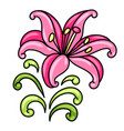 decorative lily vector image