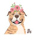 happy american staffordshire pit bull terrier vector image
