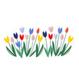 color tulips isolated on white background vector image