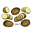 raw potatoes set with whole root crops and sliced vector image
