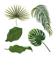 tropical plant leaf set realistic palm leaves vector image