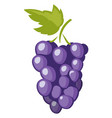 grape bunch icon cartoon natural wine berry vector image vector image