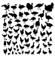 poultry animals silhouettes vector image