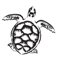 turtle vector image