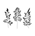 wild and herbs plants set silhouette botanical vector image