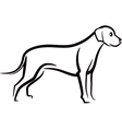 image of an dog labrador on white background vector image vector image