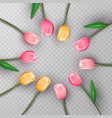 pink 3d tulip flower circle on isolated background vector image
