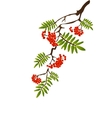 berries of red viburnum with leaves vector image