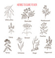 herbs for fever cure vector image