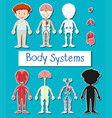 Human body systems Royalty Free Vector Image - VectorStock