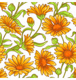 calendula flower pattern vector image