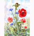 watercolor painting with red poppies and blue vector image