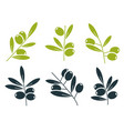 green and black olive branches icons vector image