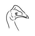 hand drawn black and white cassowary isolated vector image vector image