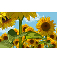 field of flowers sunflowers vector image