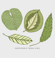 engraved hand drawn tropical or exotic leaves vector image vector image