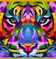 colorful tiger close up vector image