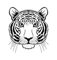 tiger muzzle on white vector image