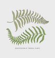 engraved hand drawn tropical or exotic leaves vector image