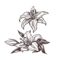hand drawn isolated white flowers lily vector image vector image