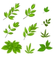 leaves vector image