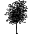 maple vector image vector image
