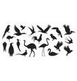 wild birds vector image vector image